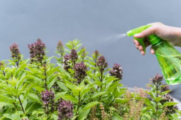 De beste myggavstøtende plantene for å beskytte hjemmet ditt