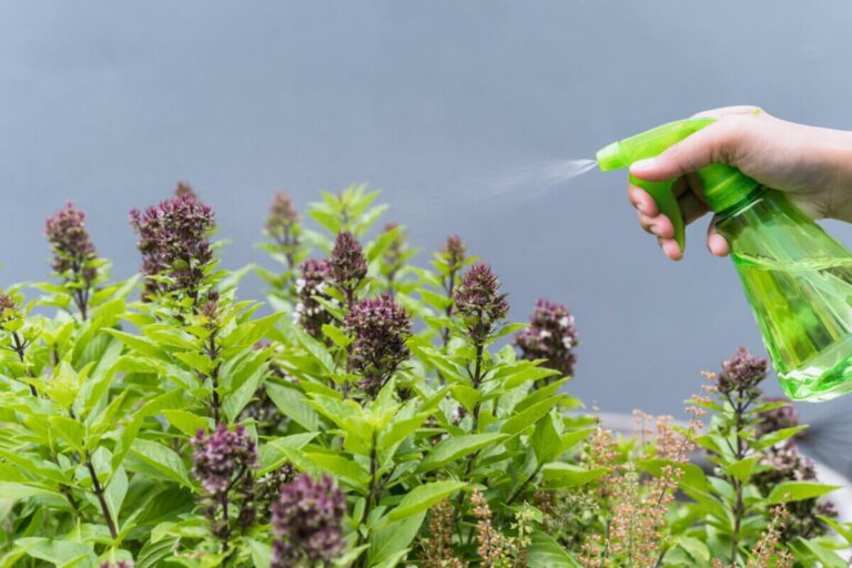 De beste myggavstøtende plantene for å beskytte hjemmet ditt